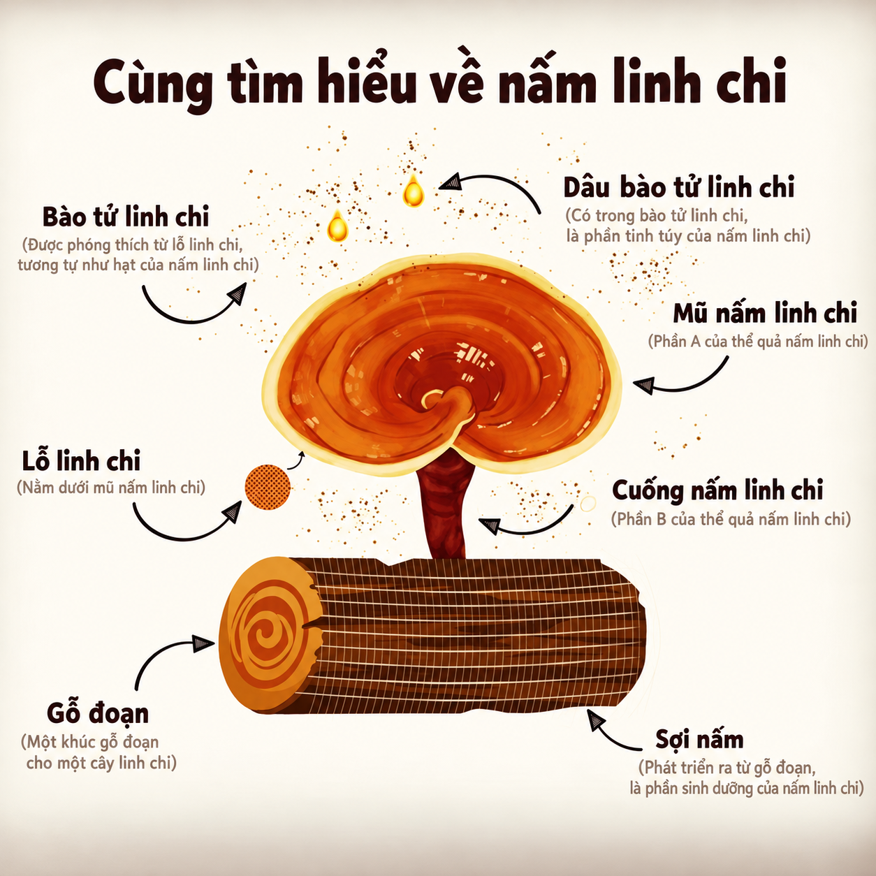 Nuôi cấy sợi nấm linh chi Nissan Reishi trên gỗ tự nhiên trong điều kiện được kiểm soát.